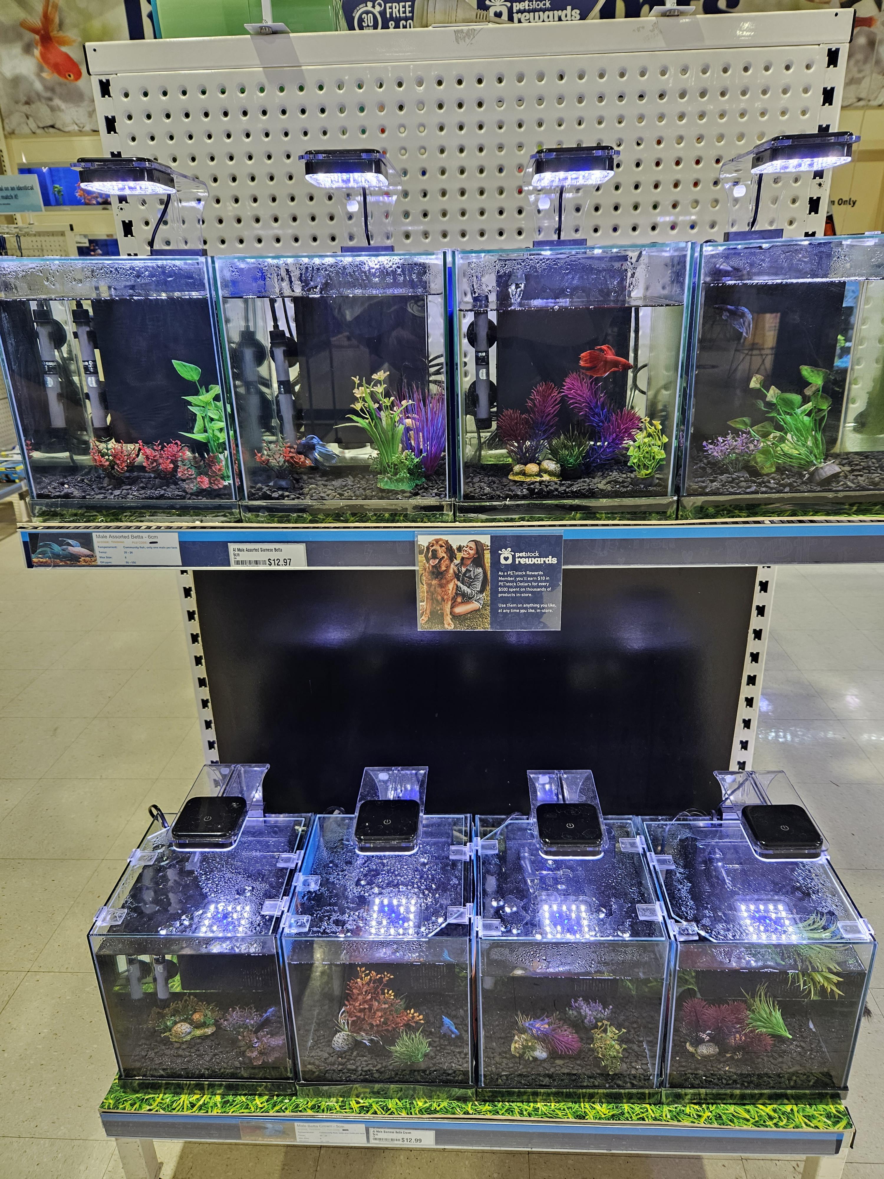 Betta Fish: My local Big Box changed hands so they updated the Betta ...