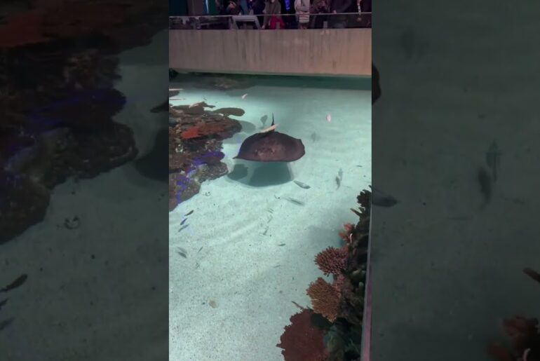 Watch this stingray at National aquarium in Baltimore
