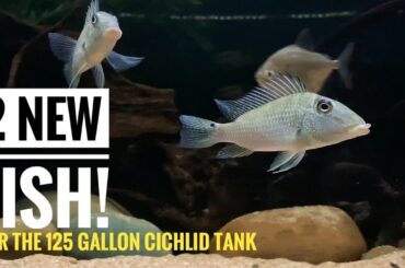 More Fish added to the 6ft Cichlid Aquarium! | Satanoperca Jurupari