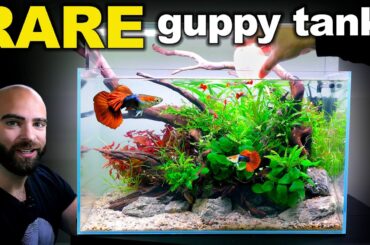 RARE Rosetail Guppy Aquarium: LOW TECH, HIGH IMPACT (Aquascape Tutorial)
