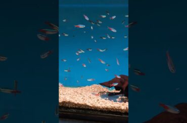 More than 50 neon tetra in this aquarium fish tank