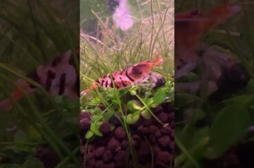 Shrimp playing in the aquarium #shorts #shrimp #videos