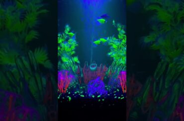 Black Light Green Lantern Aquarium Feeding Video Coming Soon!