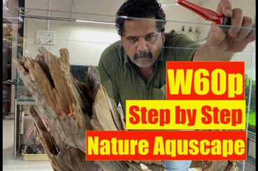 Nature Aquarium Aquascape Tutorial Step by Step, ADA 60p Driftwood scape | AQUASCAPE GUIDE BEGINNERS