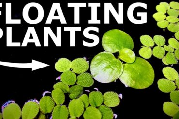 How to Grow Floating Plants | DIY Aquarium Aquaponics