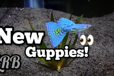 Beautiful Aquarium Fish! Thai Show Quality Guppies and New Plants in New Sweet QT Setup