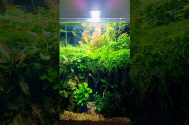 Dragon stone cave - nano aquarium is 1 year old