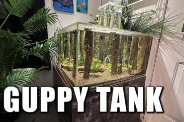 The Guppy aquarium