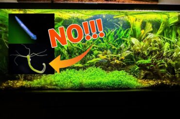My Planted SHRIMP Aquarium...One BIG Problem!