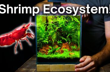 I Made a Nano Aquarium For Cherry Shrimp, Here’s How!
