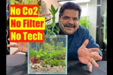 How to make No Filter, No Co2, Low Tech | Natural Aquarium | Mayur Dev Aquascaper  4K