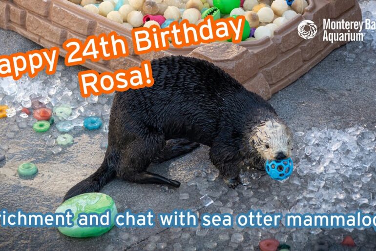 Happy 24th Birthday, Rosa! | Shellebratory enrichment and chat with sea otter mammalogist