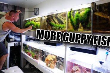 The guppy aquarium is COMPLETE!