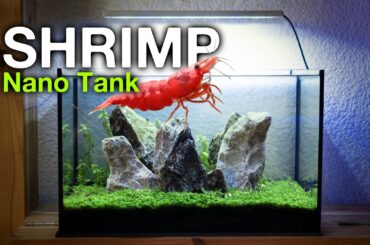 I Made a Nano Aquarium For My Cherry Shrimp. Step by Step Guide!
