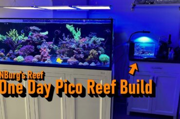 Pico Reef Aquarium Setup in Just One Day