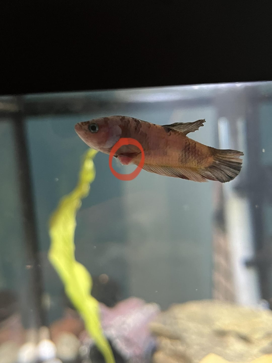Betta Fish: What is this swollen red spot on my betta’s abdomen ...