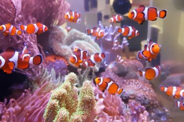 The Clownfish Ecosystem: AMAZING NO WATER CHANGE & No Filter Aquarium (Tour)