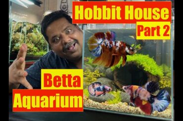 Hobbit House Betta Aquarium & Carpet Plant | Mayur Dev Aquascaper | DIY IDEAS |  PART TWO 4K