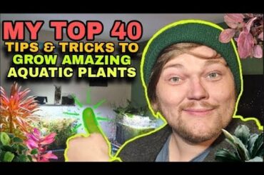 HACK THE BIOLOGY OF YOUR AQUARIUM PLANTS! 40 Of The Best Tips & Tricks For Growing Amazing Plants!