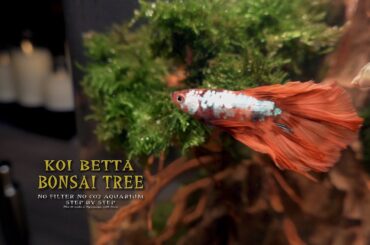 Will Betta Fish Like the Handcrafted Moss Tree in Aquarium No Co2 No Filter l Bonsai Tree Aquascape