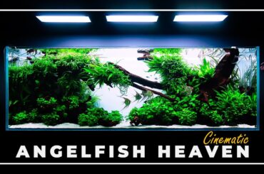 A Stunning 650-liter Angelfish Planted Aquarium | 4K Cinematic