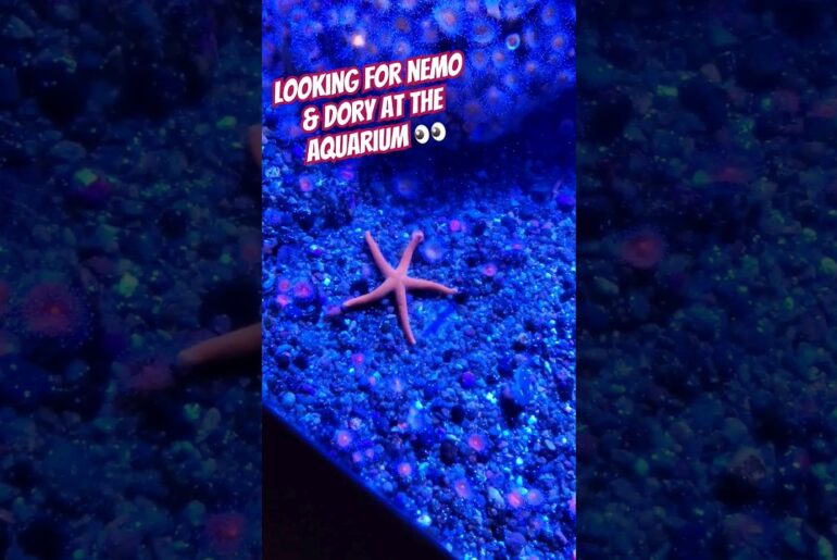 WHERE'S NEMO? DORY? #Disney #Nemo #Monterey #Fish #Pixar #Aquarium #Travel #Disneyland #Shorts