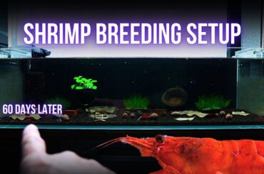 Shrimp Tank Setup for Neocaridina BLOODY MARY (Step by Step Shrimp Aquarium) | BREEDING FOR PROFIT