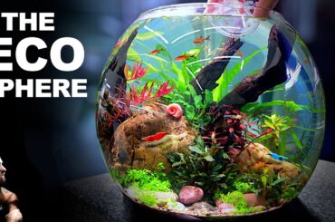 NO FILTER Ecosphere Bowl for Nano Fish, Shrimp & Snails