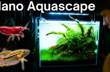 Creating a Beautiful Planted Aquarium For Fish & Shrimp! Step By Step Tutorial