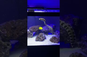 Aquarium | Fish Tank | Saltwater Fish Tank