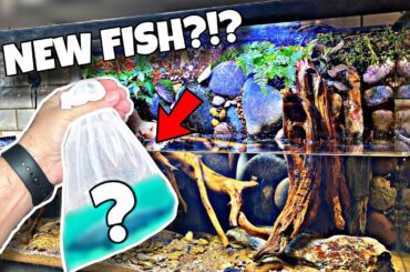 CRAZY Waterfall Aquarium Gets New Fish?!?