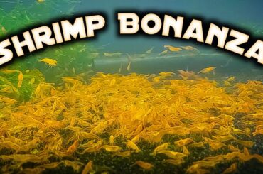 SHRIMP BONANZA!  1000's Upon 1000's of Aquarium Shrimp in Natural Planted Tanks