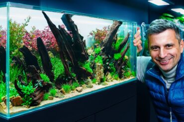 Creating A Stunning 243l Planted Aquarium With Ironwood: Mastering The Art Of Perspective