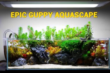 Epic Guppy Aquarium Turorial