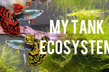 My plant aquarium ecosystem / guppy fish