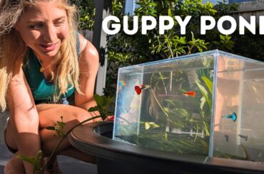 DIY Guppy Pond Setup with Aquarium Highrise