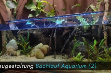 Neugestaltung Bachlauf Aquarium 2024 (2) #aquaristik