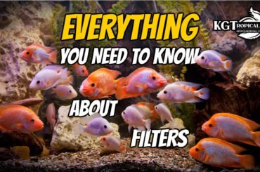Aquarium Filters Explained, The Good, The Bad and The Ugly