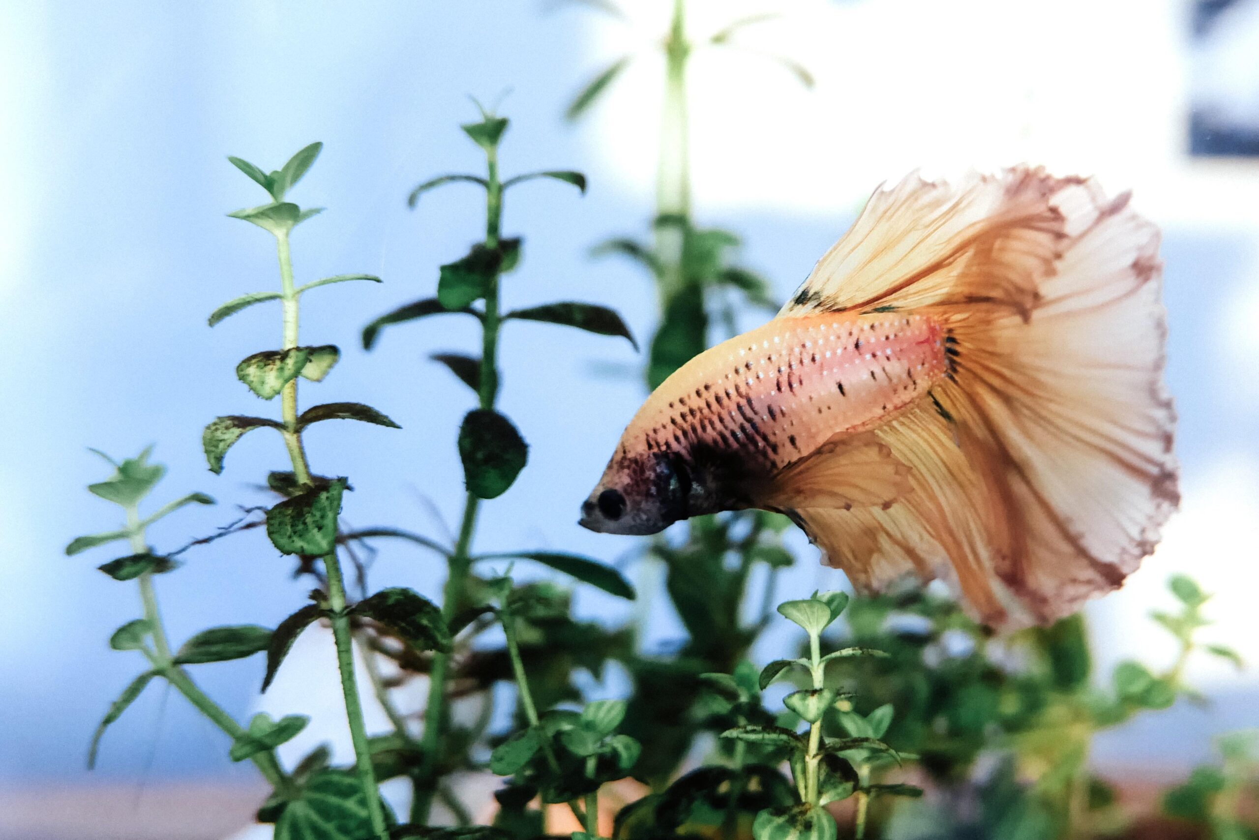 Betta Rô Betta Fish: Meet NuocMam - Flake Food