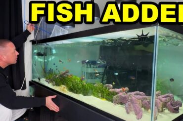 OVER 30 FISH ADDED to the saltwater algae AQUARIUM!  - The king of DIY