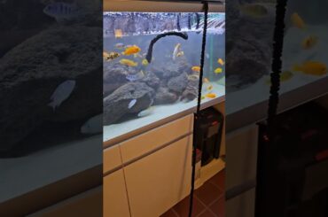 Huge Water Change African Cichlid Fishtank @be_happy_like_me | Falcon Aquarium Services