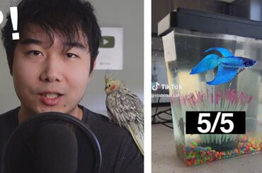 she learned real quick | Fish Tank Review 241