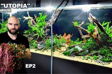 Building Utopia: 8ft Planted Aquarium (EP2)