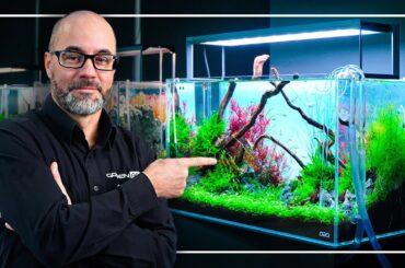 A Perfect Tutorial to Start Your FIRST Planted Aquarium