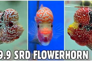 SRD Flowerhorn Fish Collection at 9.9 India Fish Aquarium Kurla Mumbai