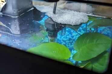 first bubble nest