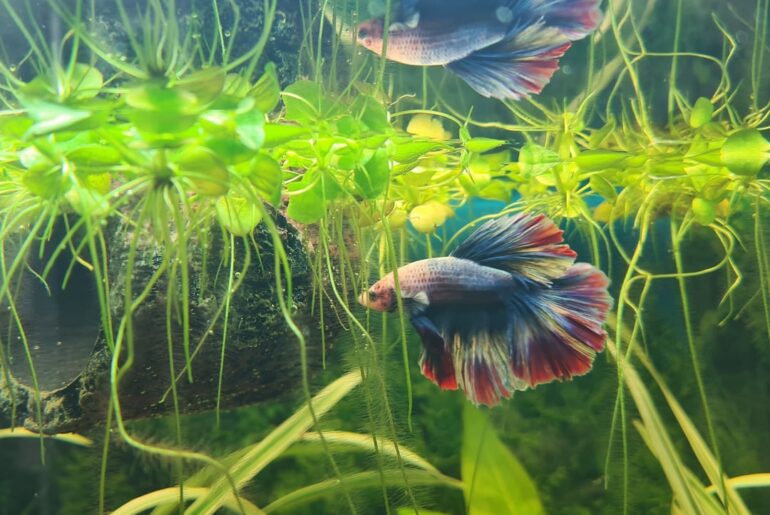 French Fry, the French flag betta 💕