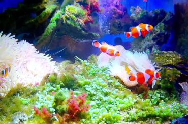 「Relaxing and pleasant music: real and beautiful aquarium~Heal your mood and relax your body an」的副本