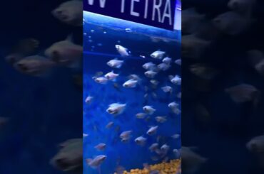 Noida Sea Carnival #fish #aquarium