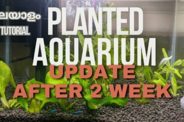 Planted Aquarium update after 2 week. പ്ളാൻ്റ്റഡ്‌ അക്വാറിയം 2 ആഴ്ച അപ്ഡേറ്റ്. മലയാളം ട്യൂട്ടോറിയൽ.